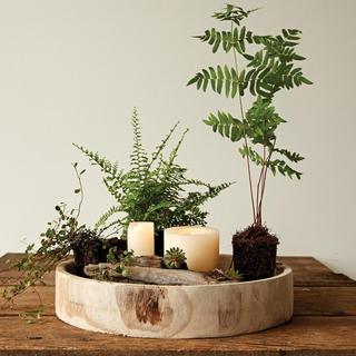 Botanist Hand-Carved Wood Tray