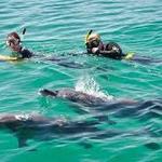 Swim with Dolphins