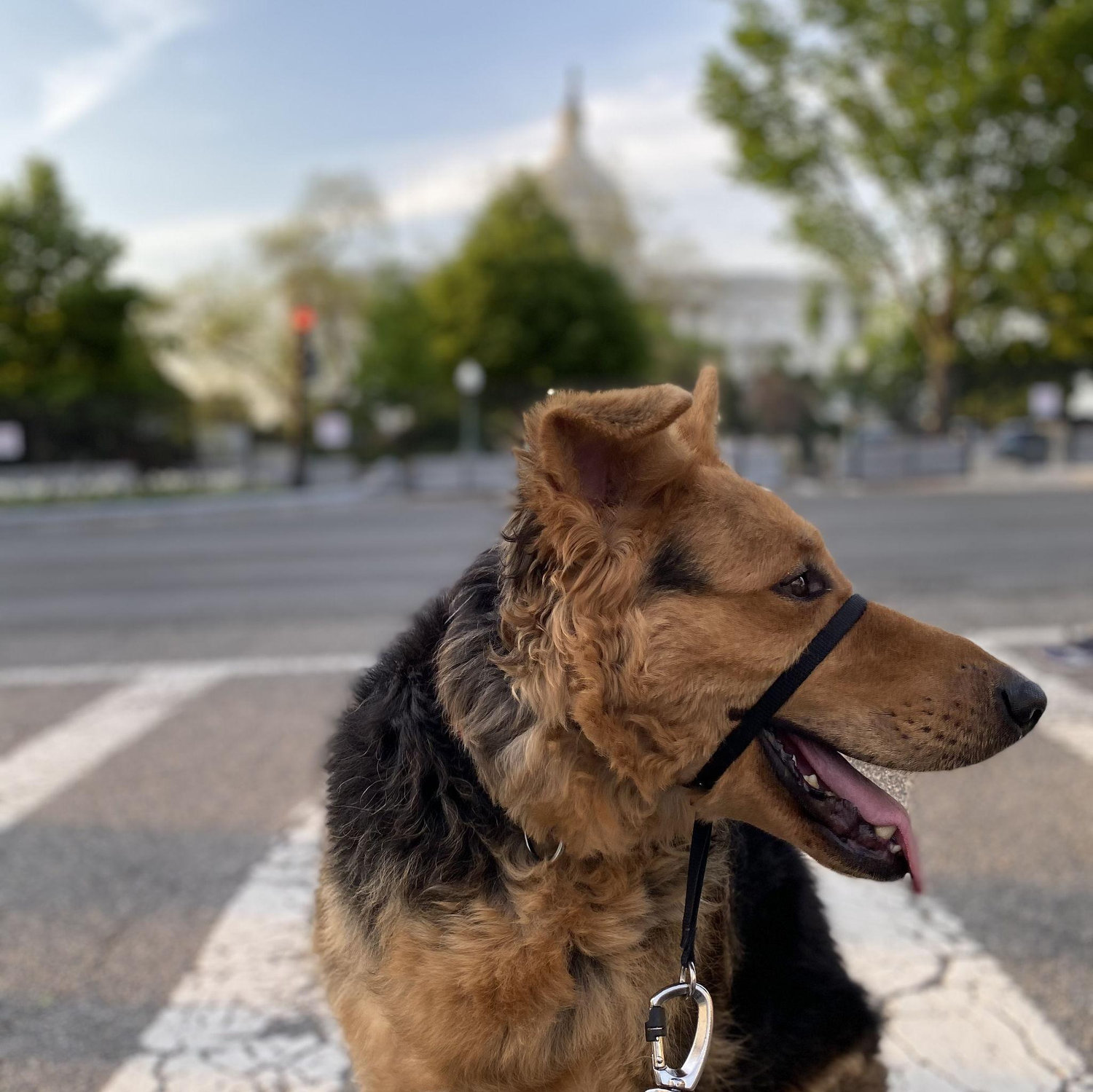 If the Middle East gave us our story, DC gave us our first home. After two years abroad we landed in Washington D.C. together - Lucky included.