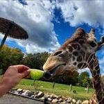 Keystone Safari