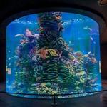 Gran Acuario Mazatlán "Mar de Cortés"