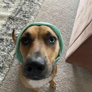 Stella’s Treat Fund