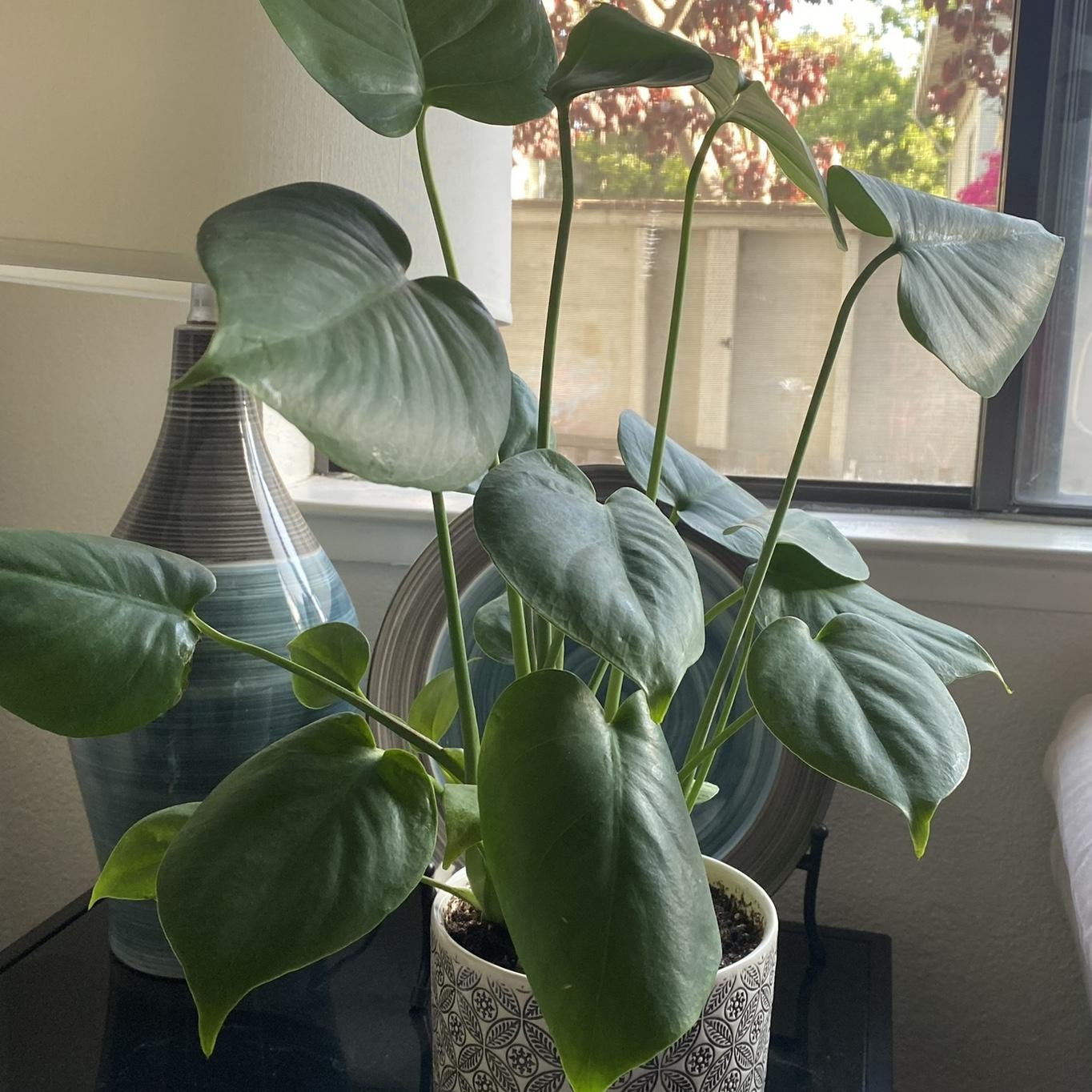 Mussie's first test as a plant parent. 

Almost 4 years later, still alive and thriving!