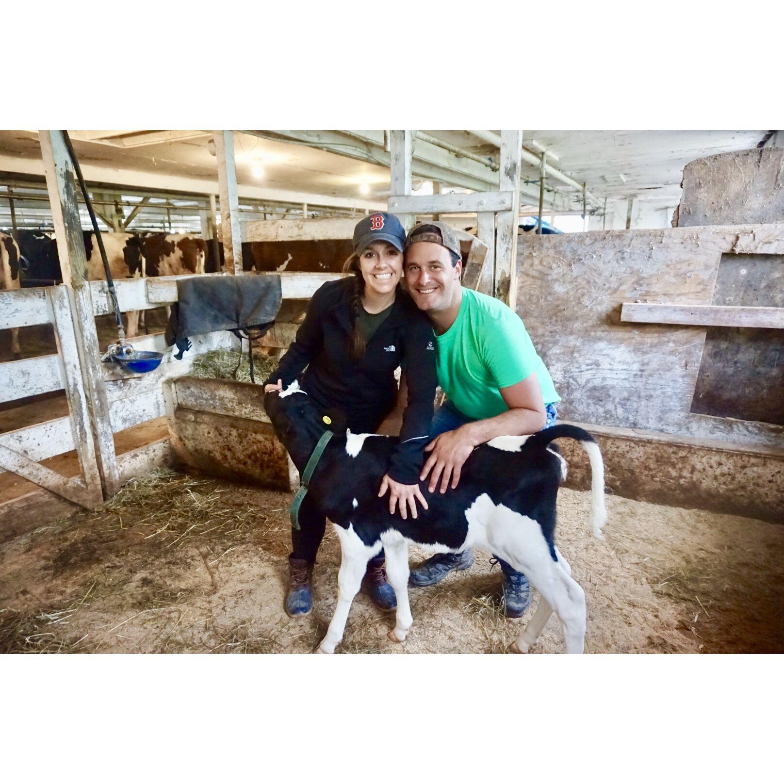 Baby Cows