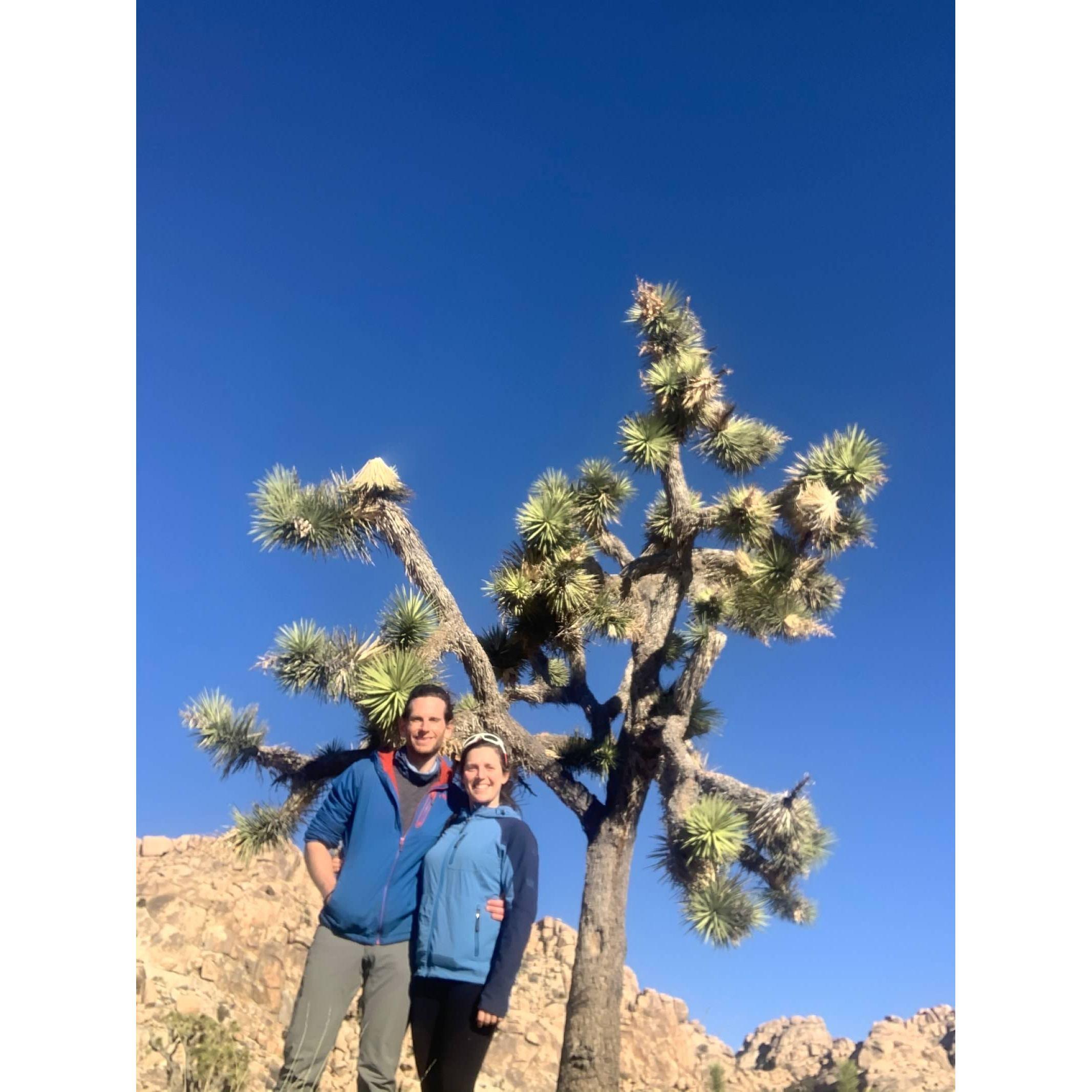 Joshua Tree- like the brother.