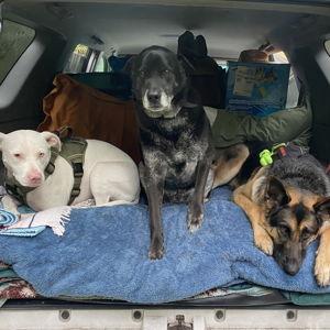 Our Pet Toy Fund