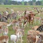Global Wildlife