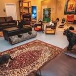 Cat Cafe