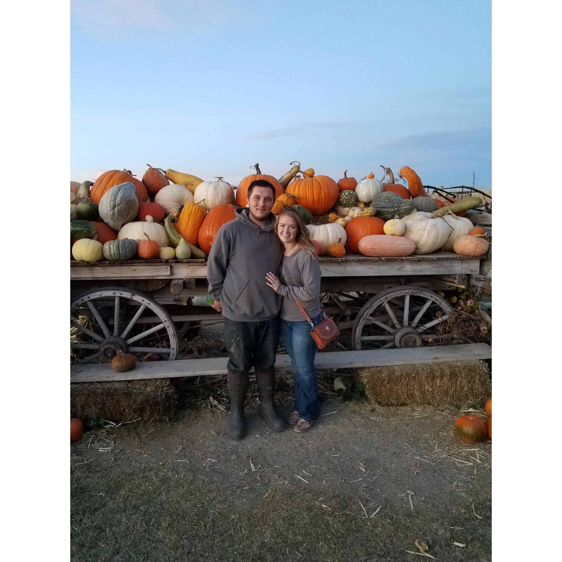 The pumpkin patch