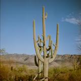 Saguaro National Park East (Rincon District)