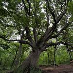 McConnell Springs Park