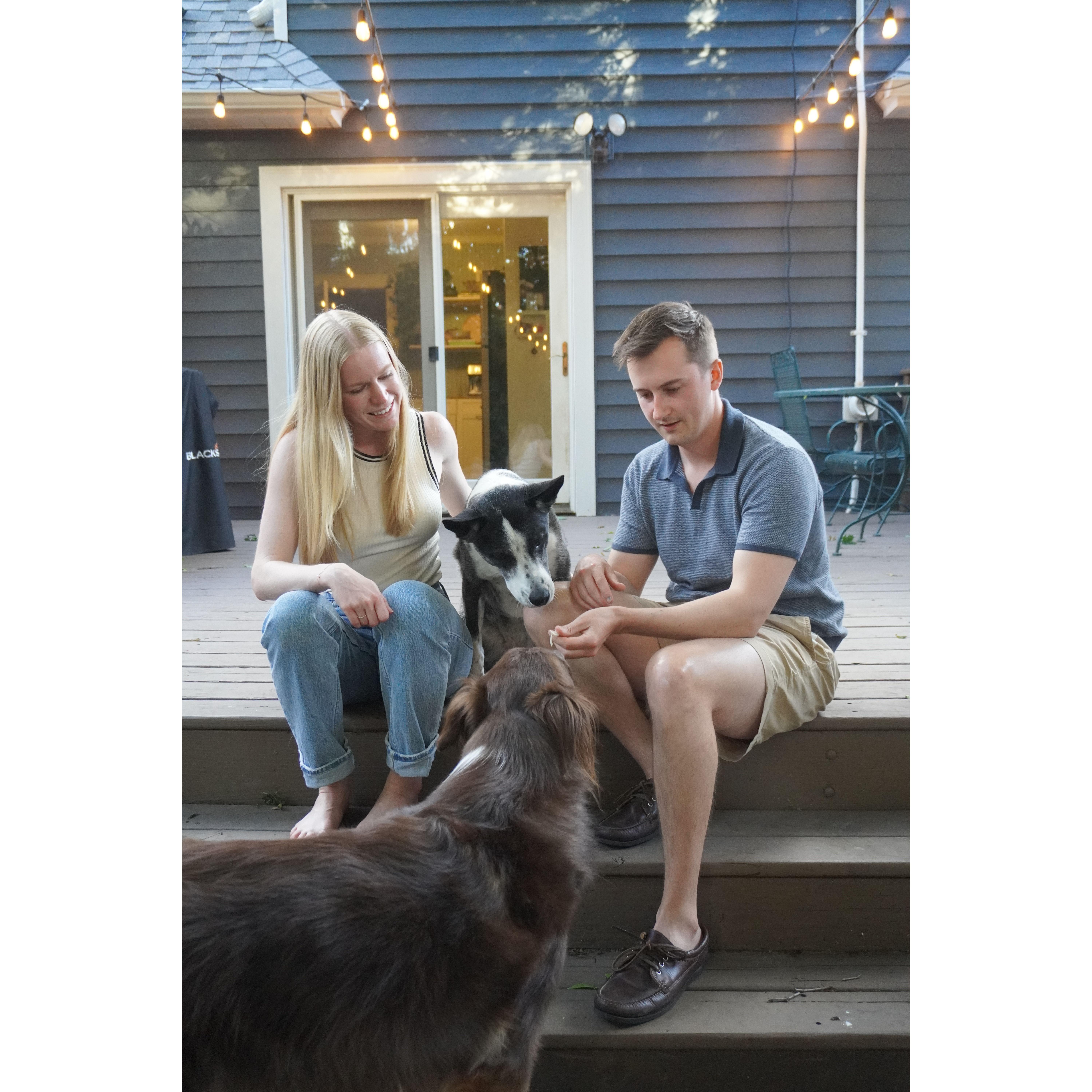 Bribing the dogs to listen with chicken