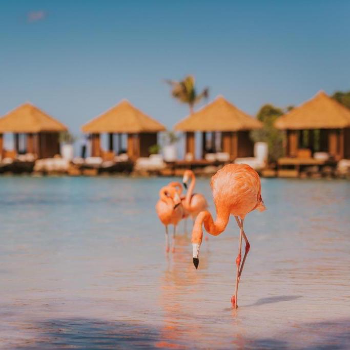 Our Aruba Honeymoon Fund