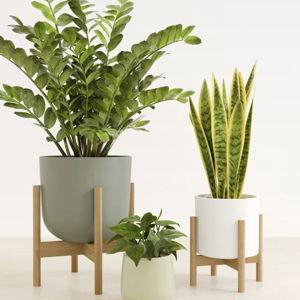 Self-Watering Plants