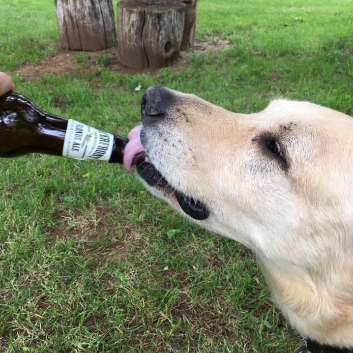 Beer Dog.