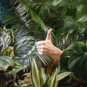 Feed our houseplant addiction