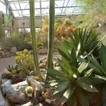 PLAY: ABQ BioPark - Botanic Garden
