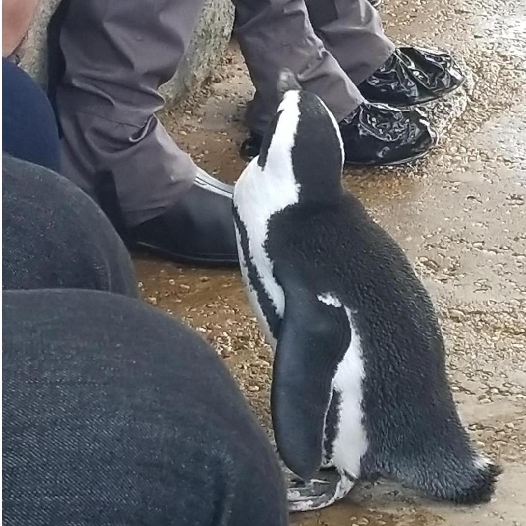 Our trip to the zoo and penguin behind the scenes as Steve was going to propose!