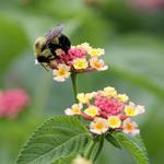Overland Park Arboretum & Botanical Gardens