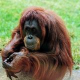 Monkey World - Ape Rescue Centre