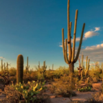 Saguaro National Park Tucson Mountain District (West) Visitor Center