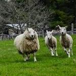 Billings Farm & Museum