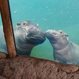 Cincinnati Zoo
