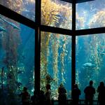 Monterey Bay Aquarium