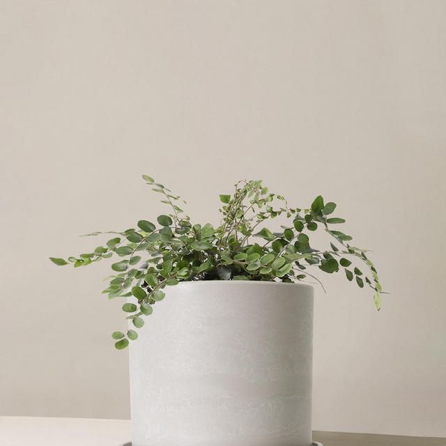 Button Fern