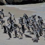 Penguin Encounter Boulders Beach, Simon`s Town, Cape Town