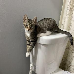 Gizmo's Deluxe Toilet (venmo)