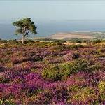 Quantock Hills