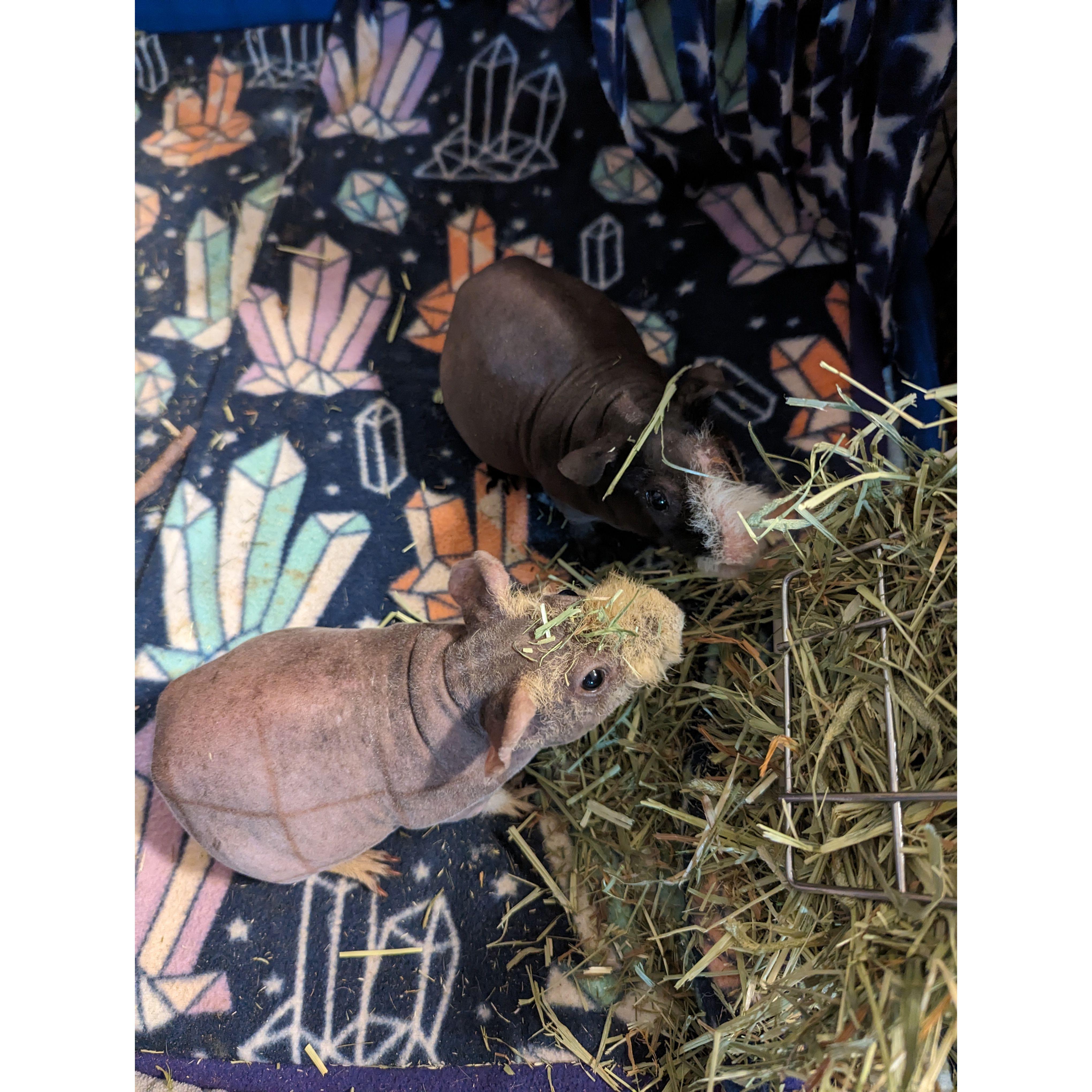 Look at my sons, Gomez and Mortimer