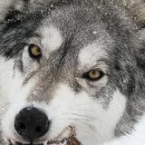 Something Different: Yamnuska Wolfdog Sanctuary