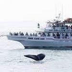 Cape Ann Whale Watch