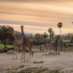 San Diego Zoo Safari Park