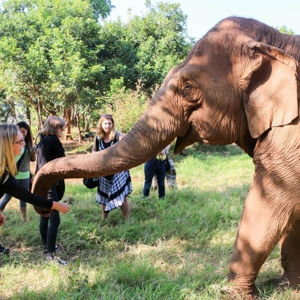 Elephant Sanctuary Experience