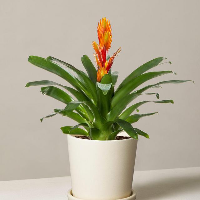 Bromeliad Vriesea Intenso Orange