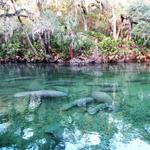 Blue Spring State Park