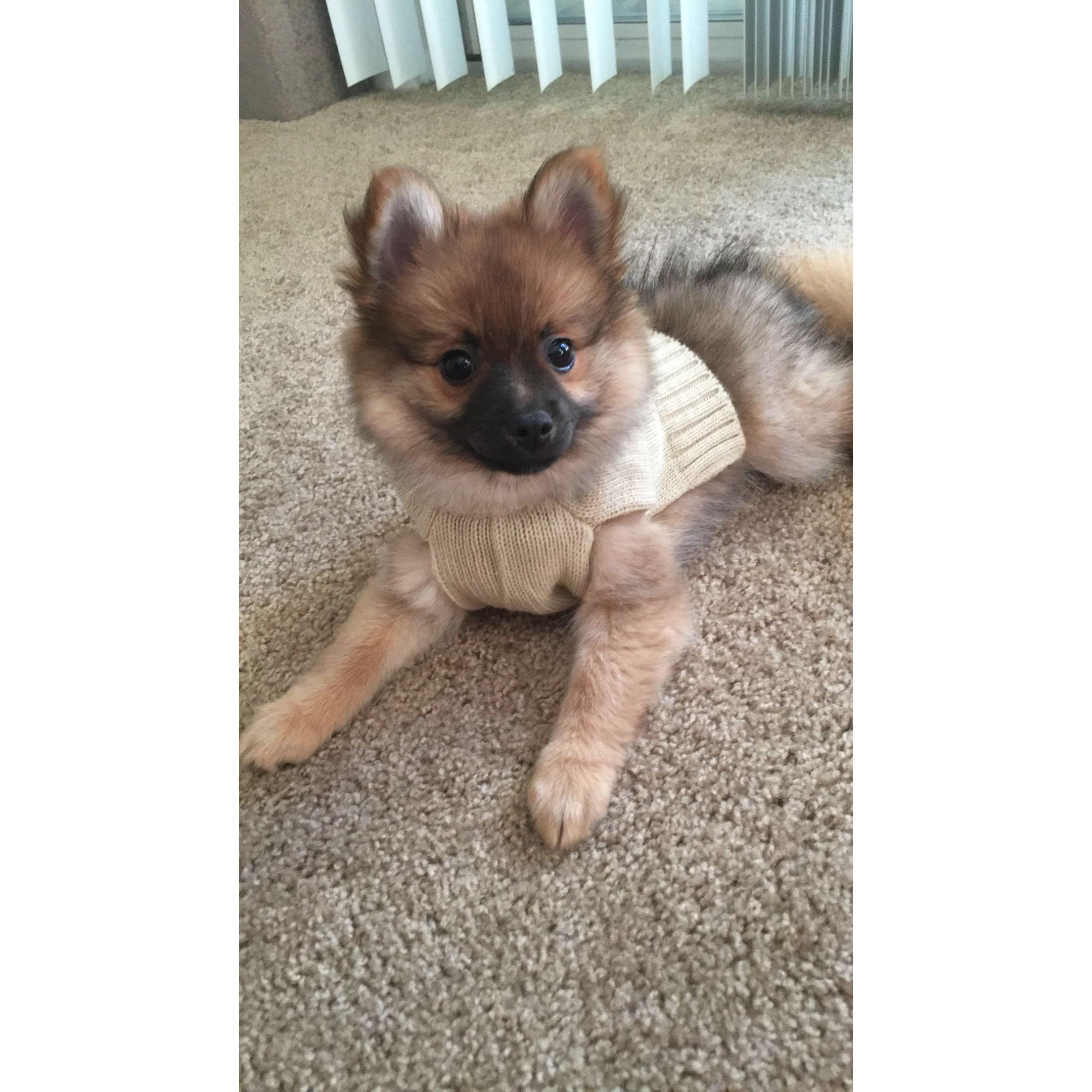 Scrappy as a baby!
