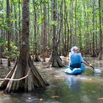 Kayak Through Mangroves