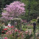 Descanso Gardens