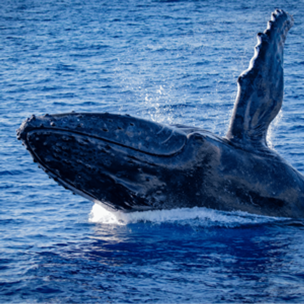 Honeymoon Maui Whale Watching Tour