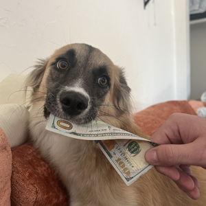 Stevie's House Fund