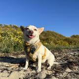 Fiesta Island Dog Park