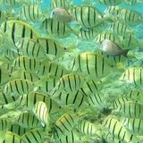 Snorkeling Pelican Rock