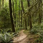 Forest Park - Lower Macleay