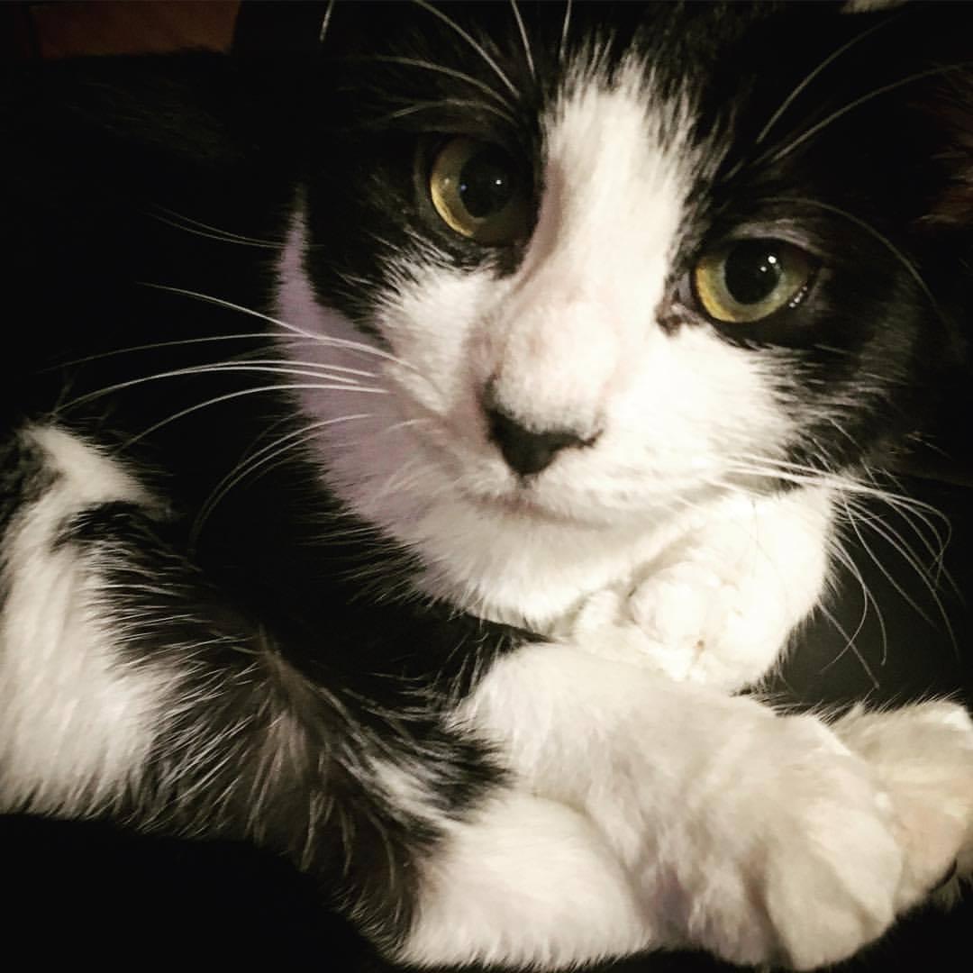 Our cuddle bug Willow