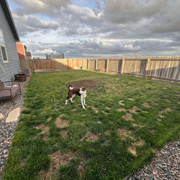 Benny's Backyard Updates