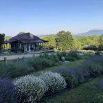 Lavender Fields at Tantivy Farm